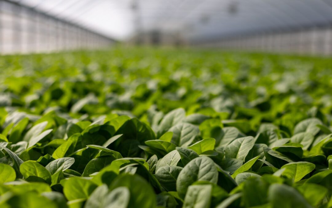 La méthode HACCP pour garantir l&rsquo;hygiène agroalimentaire